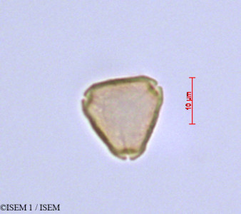 ISEM 1/Psidium_guajava_47100/Psidium_guajava_47100_0001(copy)_thumb.jpg